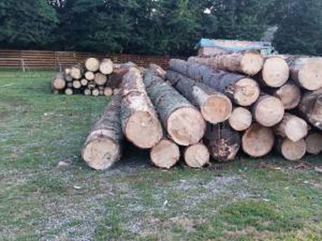 Amenzi şi lemn în valoare de aproape 40.000 de lei, confiscat, pentru nereguli la regimul silvic