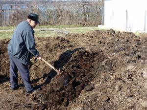 Gunoiul de grajd, îngrășământ natural pentru legumele produse în zona serelor din Suceava