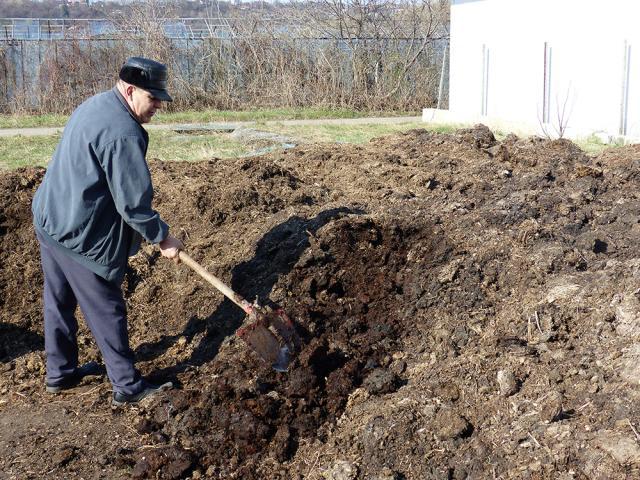 Gunoiul de grajd, îngrășământ natural pentru legumele produse în zona serelor din Suceava