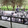 Voluntarii au strâns aproximativ 50 de saci de deșeuri, în special sticle și materiale plastice