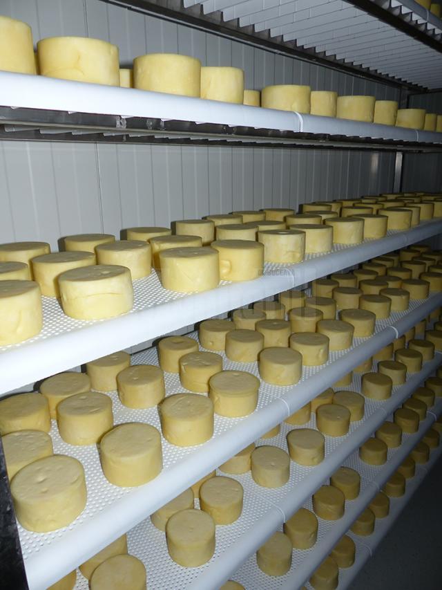 Calitatea caşcavalului produs la Aida SRL este recunoscută, iar specialităţile din acest tip de brânzeturi ajung în fiecare an pe mesele românilor