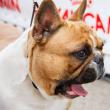 Bucovina Dog Show 2019 are loc sâmbătă, 4 mai, în parcarea Shopping City Suceava