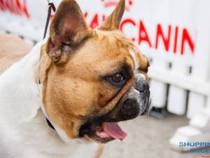 Bucovina Dog Show 2019 are loc sâmbătă, 4 mai, în parcarea Shopping City Suceava