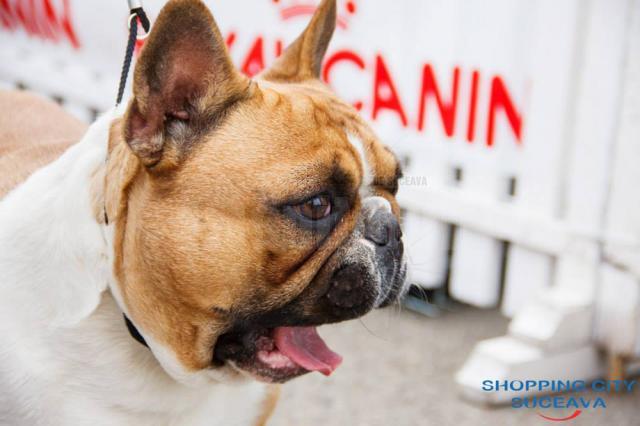 Bucovina Dog Show 2019 are loc sâmbătă, 4 mai, în parcarea Shopping City Suceava