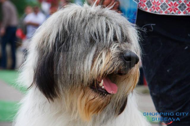 Bucovina Dog Show 2019 are loc sâmbătă, 4 mai, în parcarea Shopping City Suceava