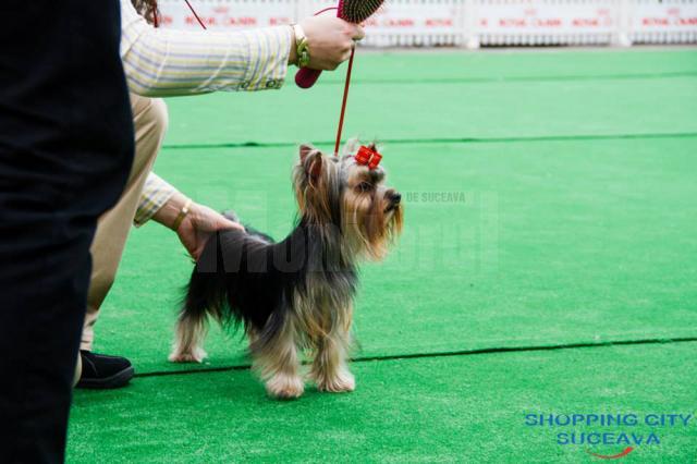 Bucovina Dog Show 2019 are loc sâmbătă, 4 mai, în parcarea Shopping City Suceava