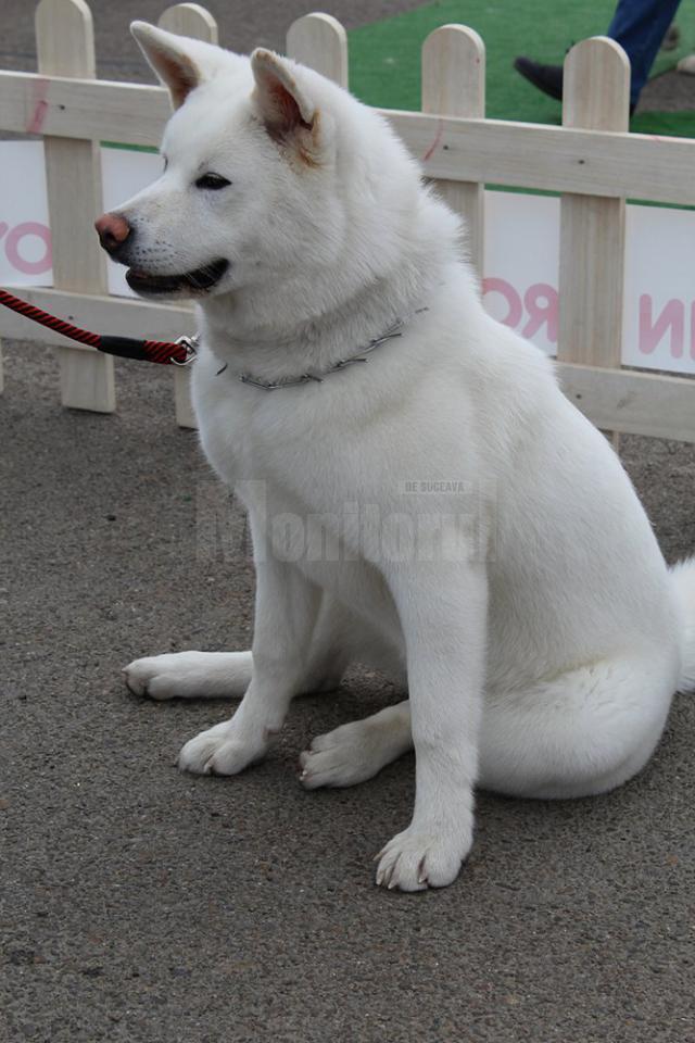 Bucovina Dog Show 2019 are loc sâmbătă, 4 mai, în parcarea Shopping City Suceava