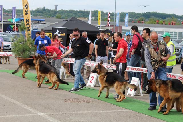 Bucovina Dog Show 2019 are loc sâmbătă, 4 mai, în parcarea Shopping City Suceava