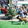 Bucovina Dog Show, cel mai mare eveniment chinologic din nord-estul României, are loc sâmbătă