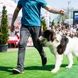 Bucovina Dog Show, cel mai mare eveniment chinologic din nord-estul României, are loc sâmbătă