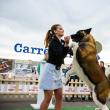 Titlul de Supreme Best in Show a fost câștigat de un Akita American