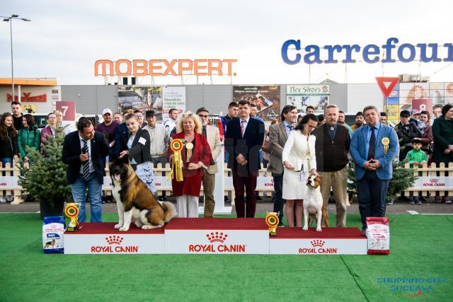Bucovina Dog Show 2019 a reunit câini din 73 de rase omologate definitiv de Federaţia Chinologică Internaţională