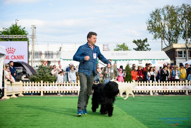 Bucovina Dog Show 2019 a reunit câini din 73 de rase omologate definitiv de Federaţia Chinologică Internaţională