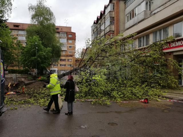 Un copac a căzut pe stradă în centrul Sucevei