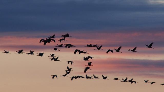 “Ziua Mondială a Păsărilor Migratoare” – 11 mai 2019