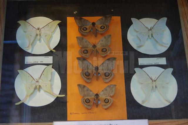 Expoziția temporară „Curcubee înaripate”, vernisată, miercuri, la Muzeul de Ştiinţele Naturii
