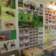 Expoziția temporară „Curcubee înaripate”, vernisată, miercuri, la Muzeul de Ştiinţele Naturii