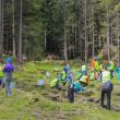Carmen Brumă și voluntarii din Vatra Dornei au plantat 2.000 de puieți de brad la Dorna Candrenilor