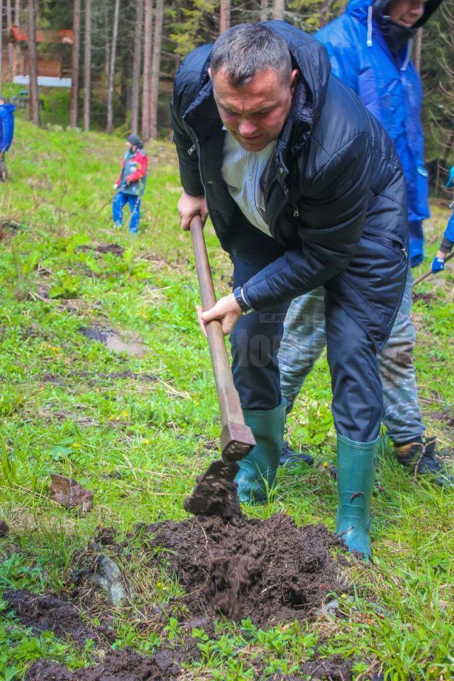 Carmen Brumă și voluntarii din Vatra Dornei au plantat 2.000 de puieți de brad la Dorna Candrenilor