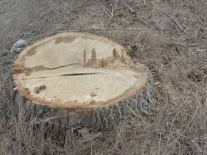 DRDP Iaşi execută vineri lucrări de îndepărtare a unor arbori cu pericol de prăbușire pe DN 29