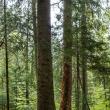 Suceava găzduiește Reuniunea directorilor generali în domeniul pădurilor din Europa