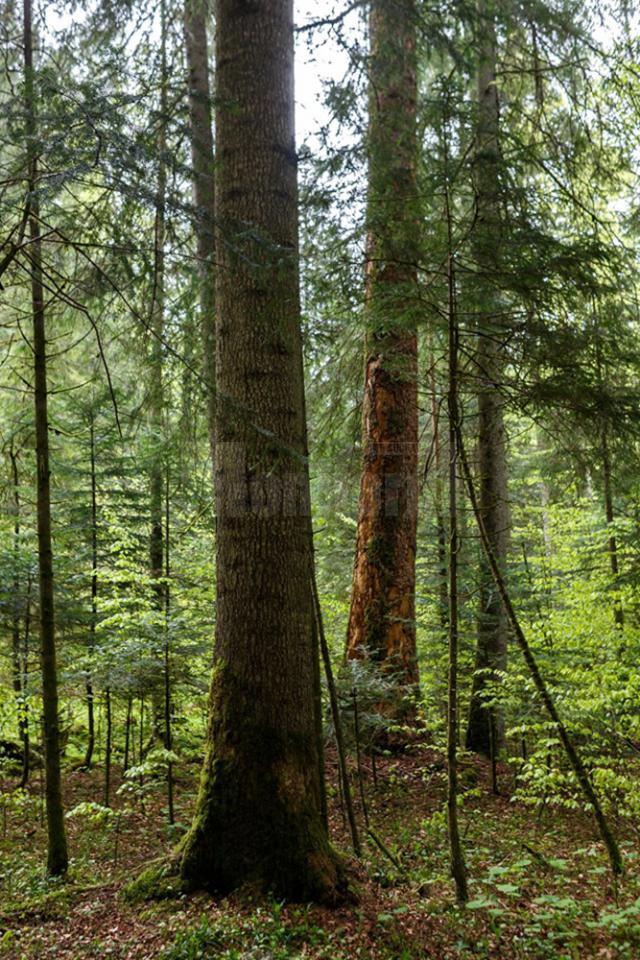 Suceava găzduiește Reuniunea directorilor generali în domeniul pădurilor din Europa