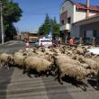 Cu oile prin oraş la Rădăuţi