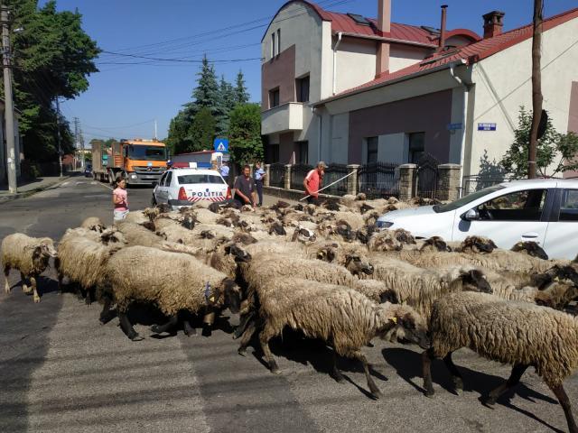 Cu oile prin oraş la Rădăuţi