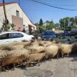 Cu turma de oi printre maşini, pe străzile din Rădăuţi