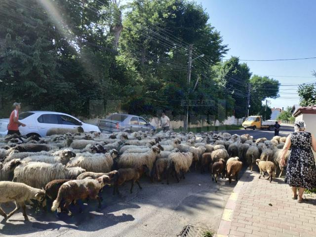 Cu turma de oi printre maşini, pe străzile din Rădăuţi