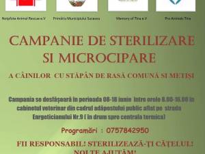 Campania de sterilizare și microcipare a câinilor continuă la adăpostul de animale a municipiului Suceava