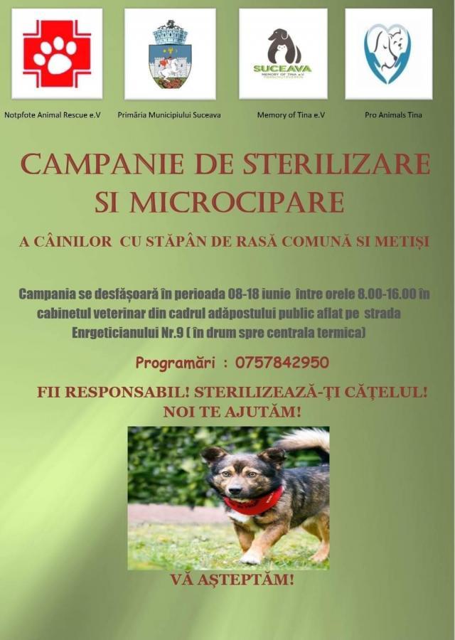 Campania de sterilizare şi microcipare a câinilor continuă