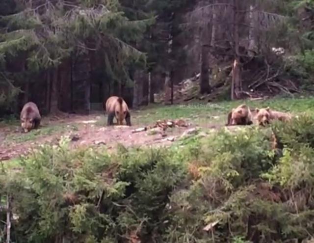 Patru urși ieșiți din pădure să mănânce, la Broșteni