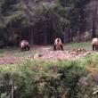 Patru urși ieșiți din pădure să mănânce, la Broșteni