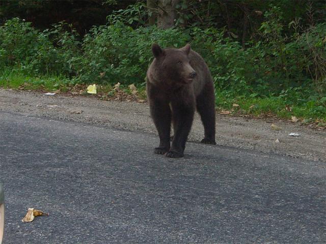 Urs pe stradă. Foto: Transilvania News