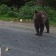 Urşii devin tot mai agresivi în diferite zone ale judeţului Suceava Foto Transilvania News