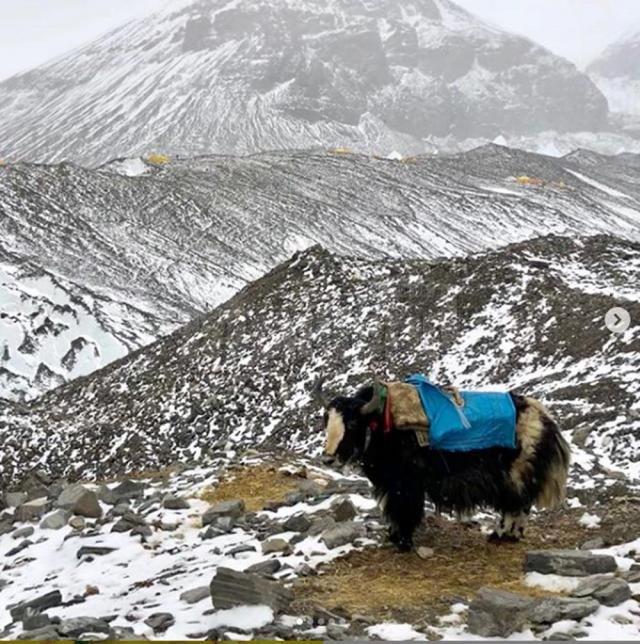 Iacul, o prezență inedită, specifică munților Himalaya, folosit pentru expedițiile montane
