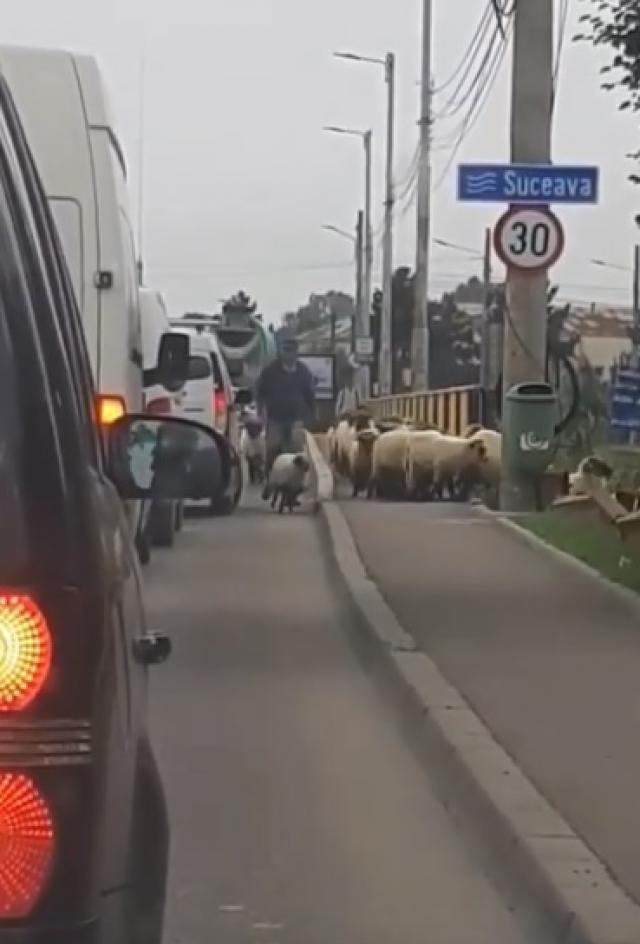Turma oi pe podul de la Ițcani