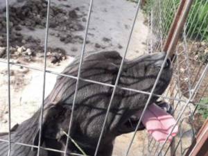 Câinele agresiv, care era un metis Cane Corso, a fost eutanasiat de specialişti în urma atacului asupra bărbatului