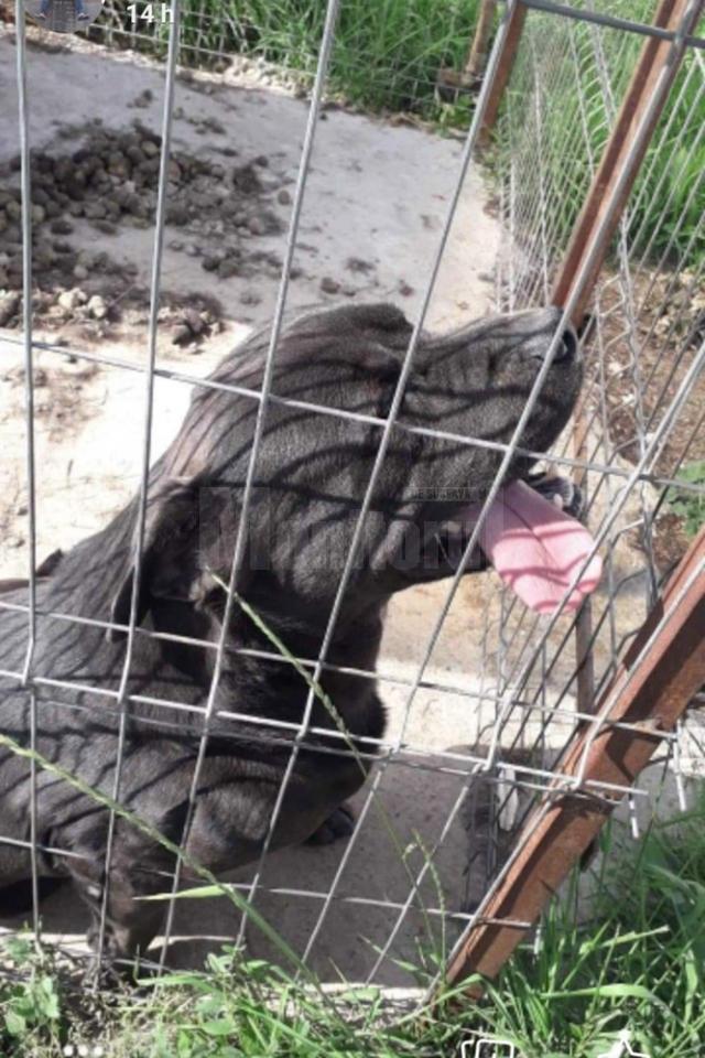 Câinele agresiv, care era un metis Cane Corso, a fost eutanasiat de specialişti în urma atacului asupra bărbatului
