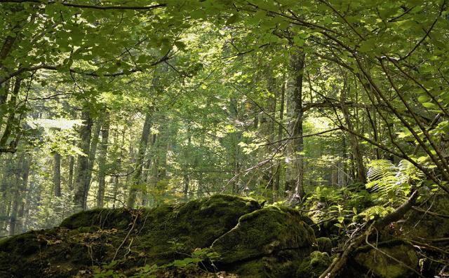 Suceava este județul cu cele mai mari suprafețe împădurite din România – un adevărat plămân verde al țării