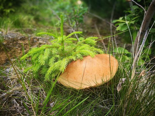 Împăduriri şi lucrări de regenerare a peste 11.000 de hectare din fondul forestier, efectuate de silvicultorii suceveni