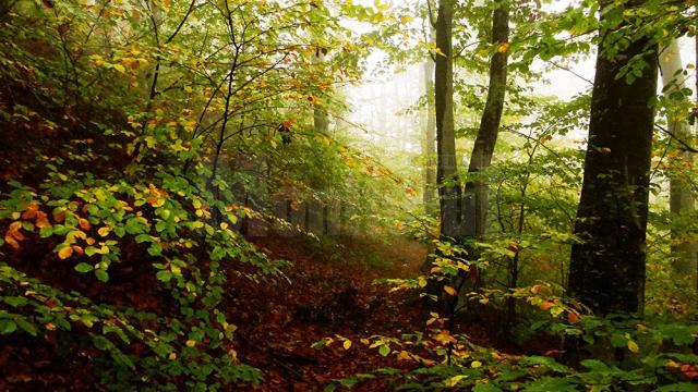 Împăduriri şi lucrări de regenerare a peste 11.000 de hectare din fondul forestier, efectuate de silvicultorii suceveni