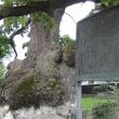 Stejarul secular de la Cajvana, cel mai bătrân arbore din sud-estul Europei