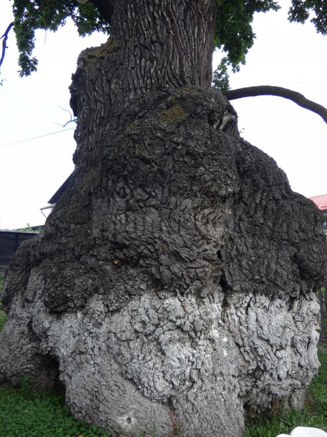 Stejarul secular de la Cajvana, cel mai bătrân arbore din sud-estul Europei