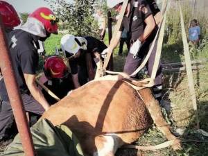 Pompierii au scos dintr-un canal o vacă de 350 de kilograme