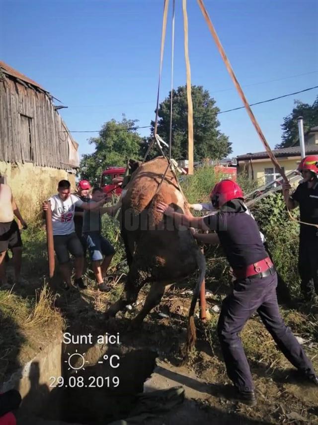 Pompierii au scos dintr-un canal o vacă de 350 de kilograme