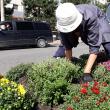 5.000 de buchete de crizanteme vor înfrumuseţa străzile Sucevei în această toamnă