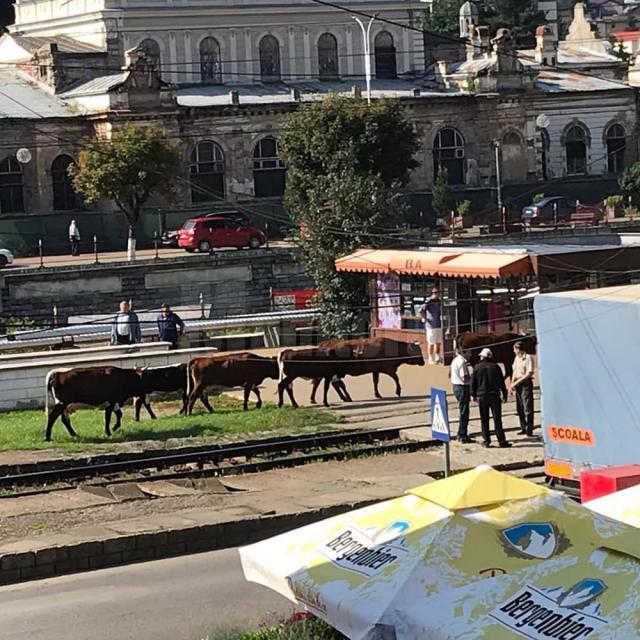 „Vacile maidaneze” au ajuns și în zona centrală a municipiului Vatra Dornei