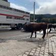 Vacile unei familii din Vatra Dornei se plimbă nestingherite pe străzile municipiului